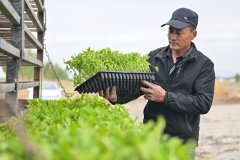 艾力曾经种了近10